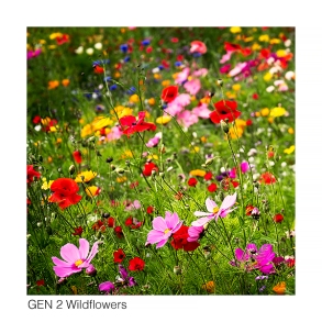 Gen 2 Flowers web 6036