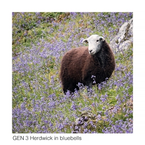 Gen 3 Herdwick in bluebells web 1056