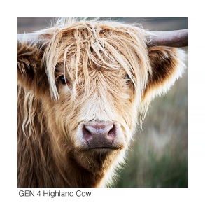 Gen 4 Highland Cow web 0044