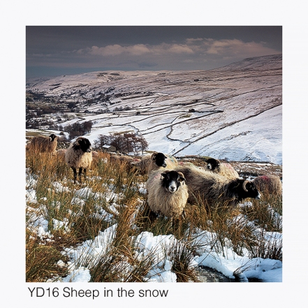 YD16 Sheep in snow, Swaledale GCs web