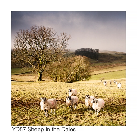 YD57 Sheep in the Dales GCs web