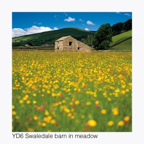 YD6 Swaledale Barn in a Meadow GCs web